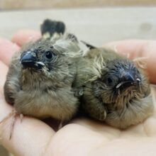 あと1羽！パヤパヤな髪飾りは今だけですよദ്ദി ˉ͈̀꒳ˉ͈́ )✧ちょこんとサイズのキンカ鳥さん🐤💕