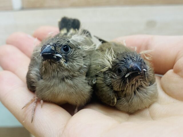 あと1羽！パヤパヤな髪飾りは今だけですよദ്ദി ˉ͈̀꒳ˉ͈́ )✧ちょこんとサイズのキンカ鳥さん🐤💕