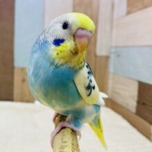 最新画像有ります🌟⋆꙳夏空の様な爽やかセキセイさんが来ましたよ〜