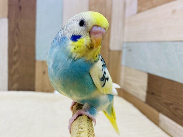 最新画像有ります🌟⋆꙳夏空の様な爽やかセキセイさんが来ましたよ〜