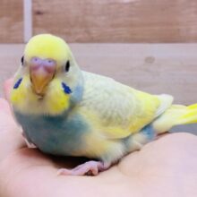 最新画像有ります❗️ｷﾗｯｷﾗ〜ふわふわ💭🍭わたあめちゃんと遊ぼ💕✨🎵セキセイインコ(パステルレインボースパングルパイド)