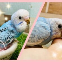 🍉夏休みはお家でゆっくりヒナのお世話をしませんか❓セキセイインコフェア開催日👏