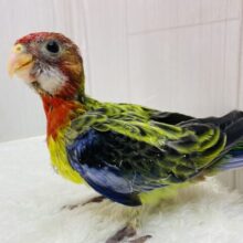 最新画像有ります⭐️激レア‼️BIGヒナちゃん👶ナナクサインコさん来ました〜