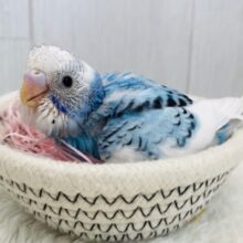 青空担当は任せて︎ ︎︎︎︎︎‐`🩵☁️ ‪´セキセイインコのパイドカラー❣️