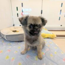 最新画像更新☆天使級な可愛さ💗💗💗　ロングコートチワワの女のコ　2025/7/2撮影