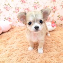 やる気❕元気❕かわいい💗　ロングコートチワワの女のコ　2025/7/11撮影