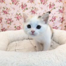 見れば見るほど虜になっちゃう💗　マンチカンの女のコ　2025/7/18撮影