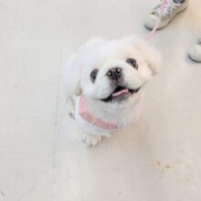 最新画像更新☆もっふもふの妖精💙　ペキニーズの男のコ　2025/7/26撮影