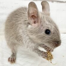 デグー（シルバー）　女の子　久しぶりのレアカラーが来ました！