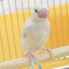 最新画像になります☆　ヒナの食事はもう卒業っ☆甘えられたら要ちゅうい～　シルバー文鳥～～