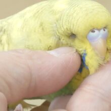 【最新画像更新🪄ひとり餌‪になりました☆】菜の花のお寿司みたい🍣🌼ジャンボセキセイインコ(スパングルパイド) ヒナ