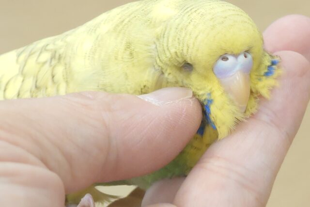 【最新画像更新🪄ひとり餌‪になりました☆】菜の花のお寿司みたい🍣🌼ジャンボセキセイインコ(スパングルパイド) ヒナ