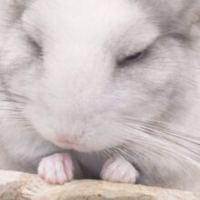 最新画像になります☆　ぱんっぱんっっ　はじけそう。。可愛らしさっ♪　チンチラ　パイド～～