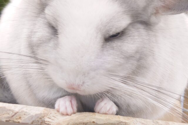 最新画像になります☆　ぱんっぱんっっ　はじけそう。。可愛らしさっ♪　チンチラ　パイド～～