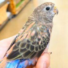 【最新画像更新🪄ひとり餌‪になりました☆】ちきゅうはぴんくを中心にまわってる～～🎁⋆*アキクサインコ(ローズ)