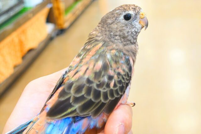 【最新画像更新🪄ひとり餌‪になりました☆】ちきゅうはぴんくを中心にまわってる～～🎁⋆*アキクサインコ(ローズ)