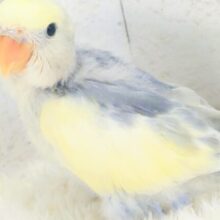 最新画像になります☆　わたっ子クリーミー💛コザクラインコ(バイオレットヘビーパイド) ヒナ