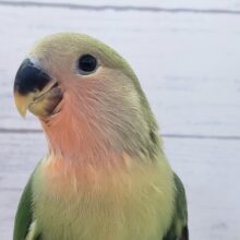 コザクラインコ（ノーマル）　ころころかわいいコザクラさんが来ました♪