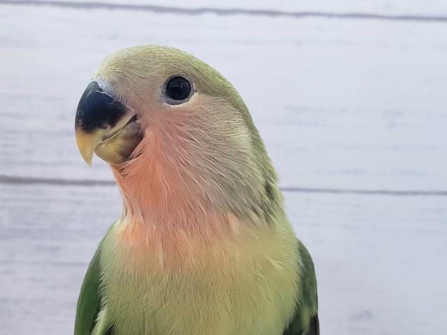 コザクラインコ（ノーマル）　ころころかわいいコザクラさんが来ました♪