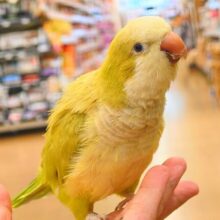 最新動画になります☆小声で「イイコっ♫」　　ちょい強気なオキナさん～～オキナインコーーパステルグリーン☆