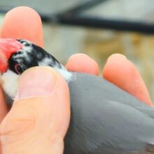 まだらさん☆とくちょうは、あまえるーー　桜文鳥〜〜