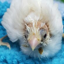 モヒカン十姉妹入荷です