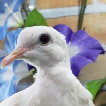 🎩ギンバトきたよ～！！