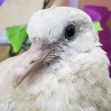 ジュズカケ鳩入荷です～