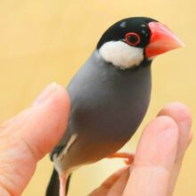 癒やしの引き出しが。。いっぱい☆☆☆　桜文鳥〜〜