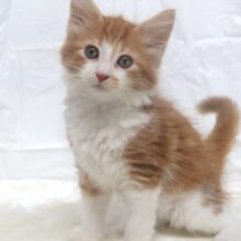 優しい毛色のイケメンくん🧡ノルウェージャンフォレストキャット（レッドタビー&ホワイト）2025年6月6日生まれ男の子