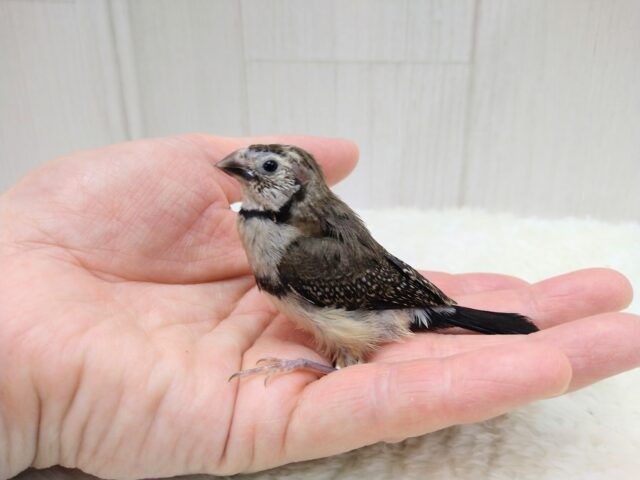お顔の縁取りが可愛いレアフィンチ❤カノコスズメのヒナさん来ましたよ!!