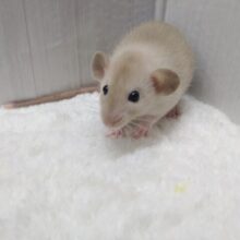 あまあまカフェモカカラーなラットさん来ましたよ〜濃いめ〜