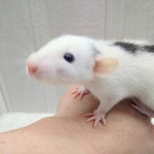 背中にごま団子3つ〜ラット君来ましたよ〜