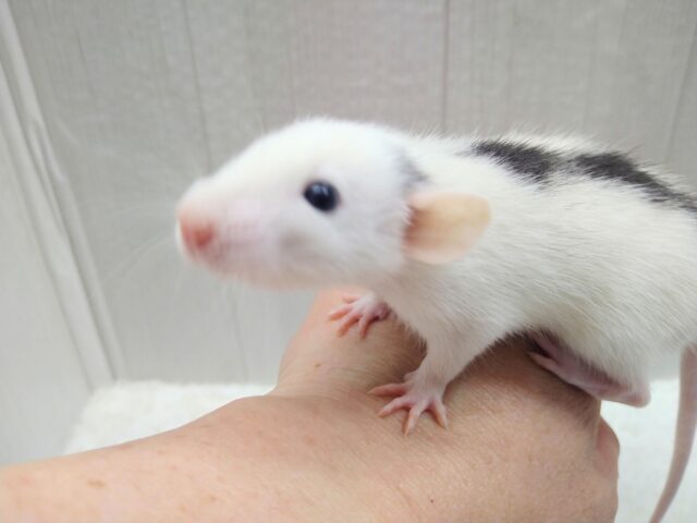 背中にごま団子3つ〜ラット君来ましたよ〜