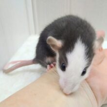 黒いのは今のうち！真っ黒ハチワレラット君来ましたよ〜