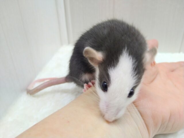 黒いのは今のうち！真っ黒ハチワレラット君来ましたよ〜