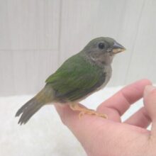 緑と瑠璃色が美しい✨レアフィンチ！チモールセイコウチョウさん来ましたよ〜