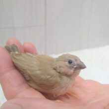 サクサククッキー🍪カラーなキンカ鳥ヒナさん来ましたよ〜