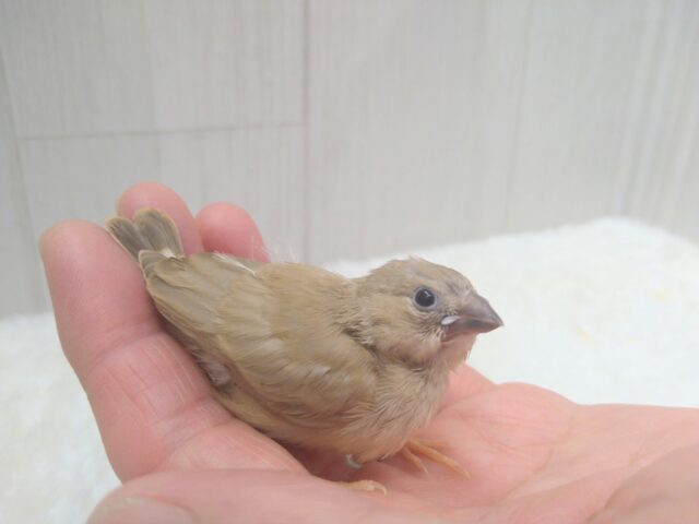 サクサククッキー🍪カラーなキンカ鳥ヒナさん来ましたよ〜
