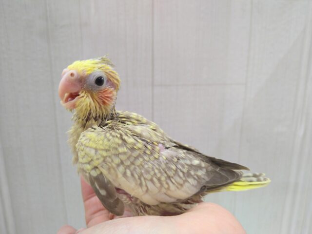 笑顔がステキなオカメインコさん来ました🎵シナモンパール