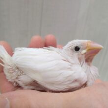 お久しぶりです！白文鳥のヒナさんが来ましたよ〜