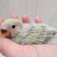 あわあわカラーなコザクラインコのヒナさん来ましたよ〜シナモン