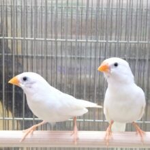 白キンカ鳥さんペアで来ました〜🎵
