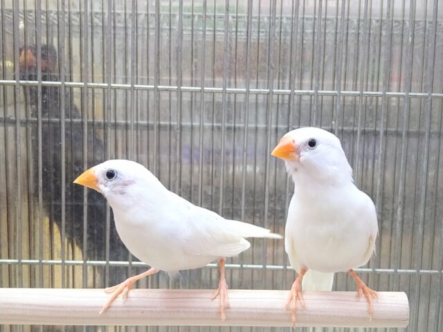 白キンカ鳥さんペアで来ました〜🎵