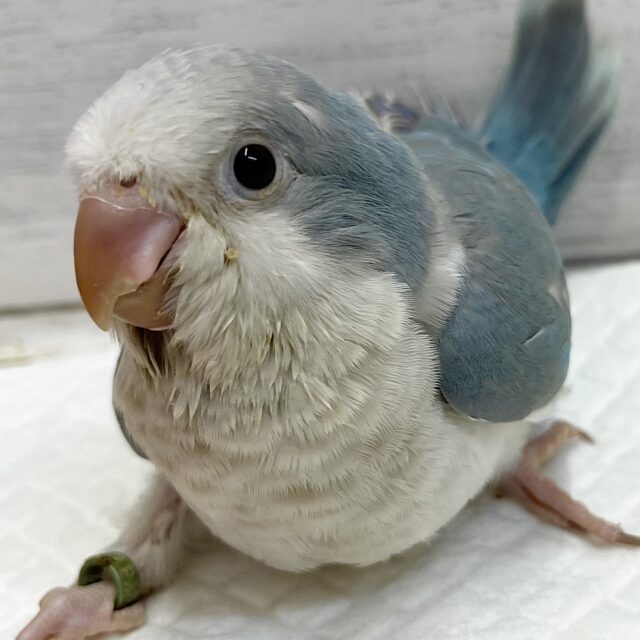 ウケケ❗️元気いっぱい🌟マイルドブルーのオキナインコ（ブルーパリド）