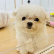 僕の可愛さで骨抜きにしちゃうゾ♡ミックス犬くん(チワワ×マルチーズ)