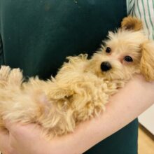 腕の中は私の特等席♥ミックス犬ちゃん(トイプードル×マルチーズ)