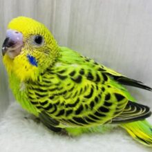 セキセイインコと言えばこのカラーでしょ💚模様がカッコいいオパーリン‼️
