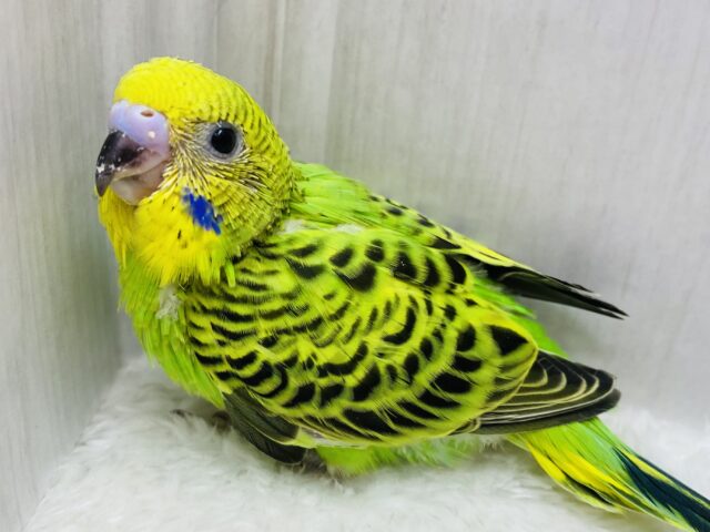 セキセイインコと言えばこのカラーでしょ💚模様がカッコいいオパーリン‼️