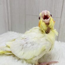 よく食べよく寝て💤ムチムチボディーのオカメインコルチノー❤️